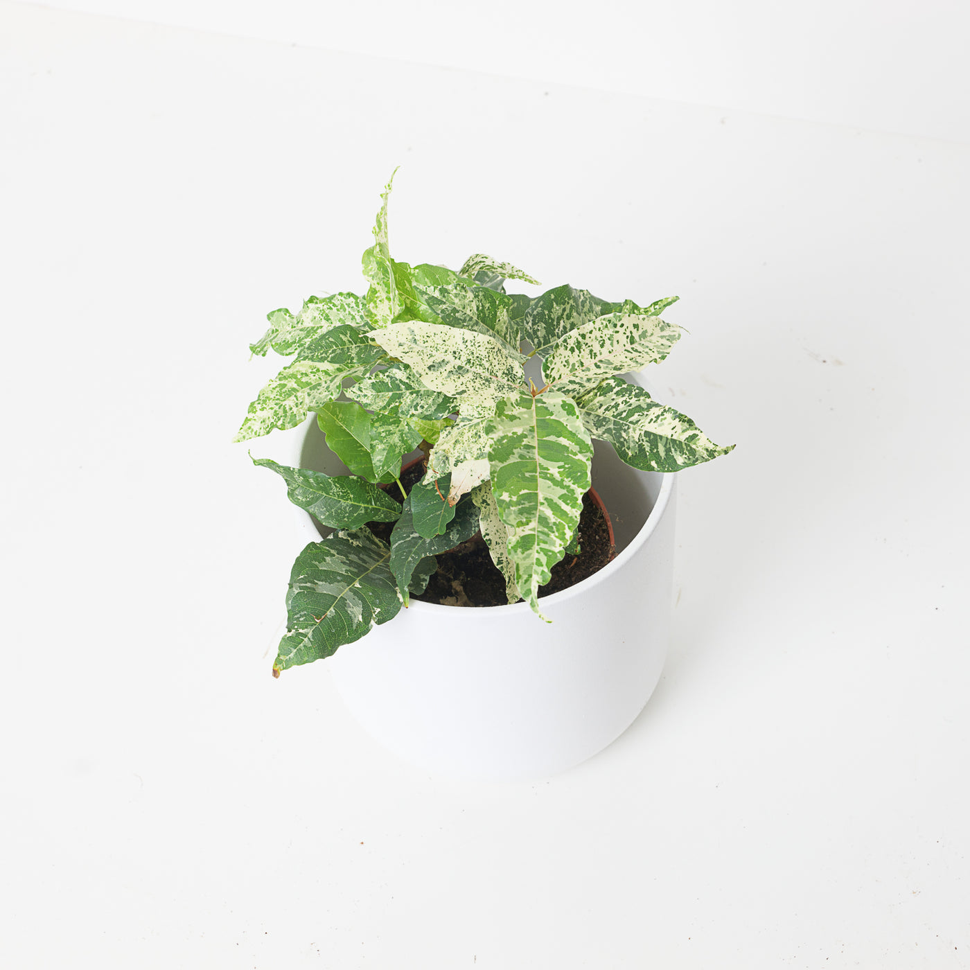 Ficus Aspera Variegated - House of Kojo