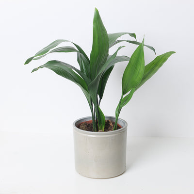 Aspidistra Elatior Cast Iron Plant - House of Kojo