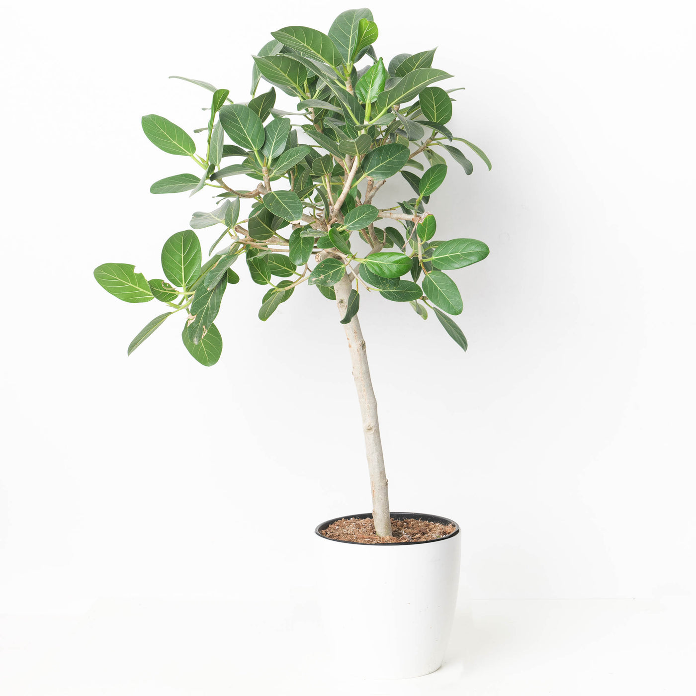 Ficus benghalensis 'Audrey' - House of Kojo