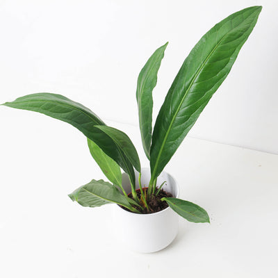 Anthurium ‘Big Bill’ (A. cubense x pendulifolium) - House of Kojo