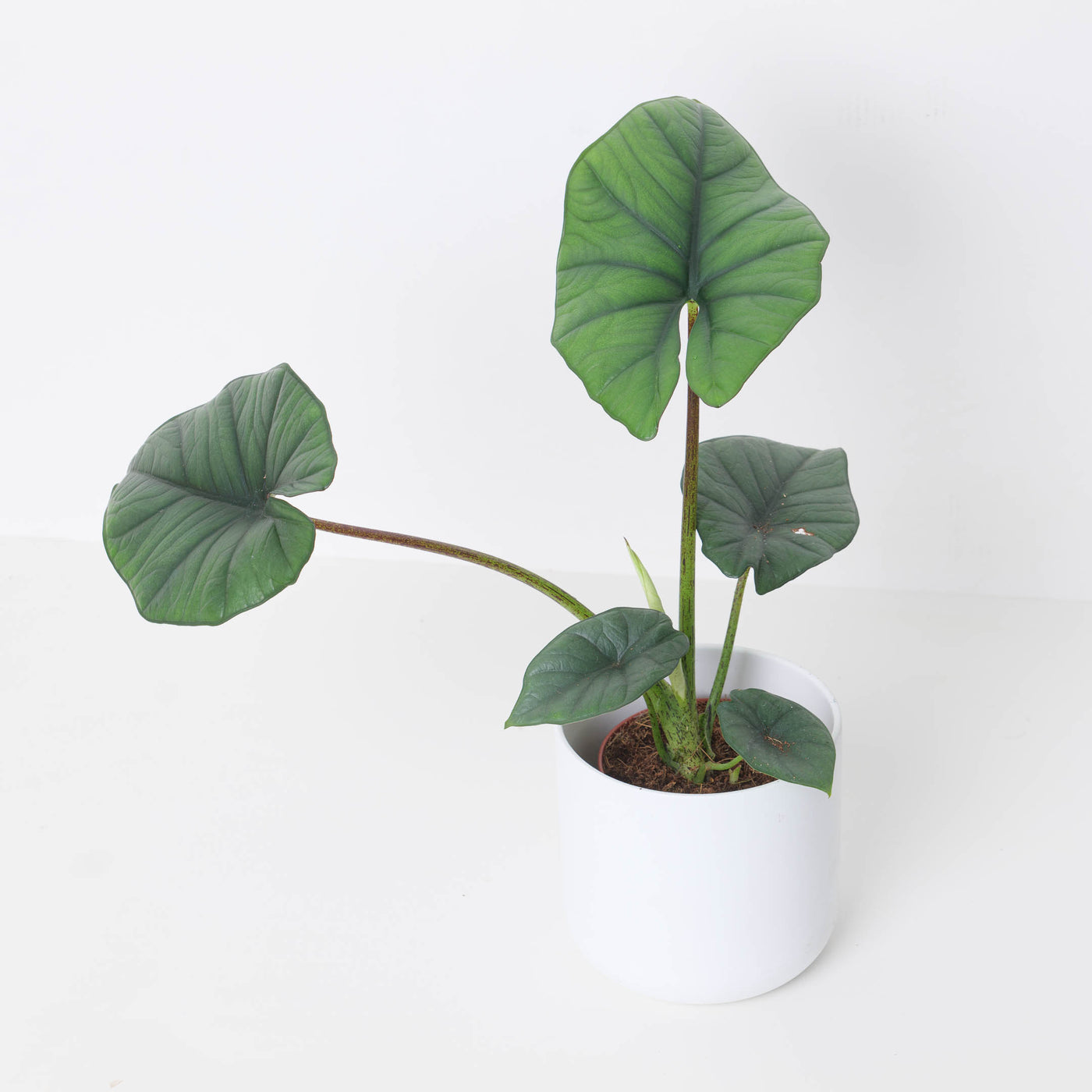 Alocasia Bisma 'Silver' - House of Kojo