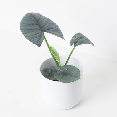 Alocasia Bisma - House of Kojo