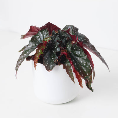 Begonia Bundle - House of Kojo