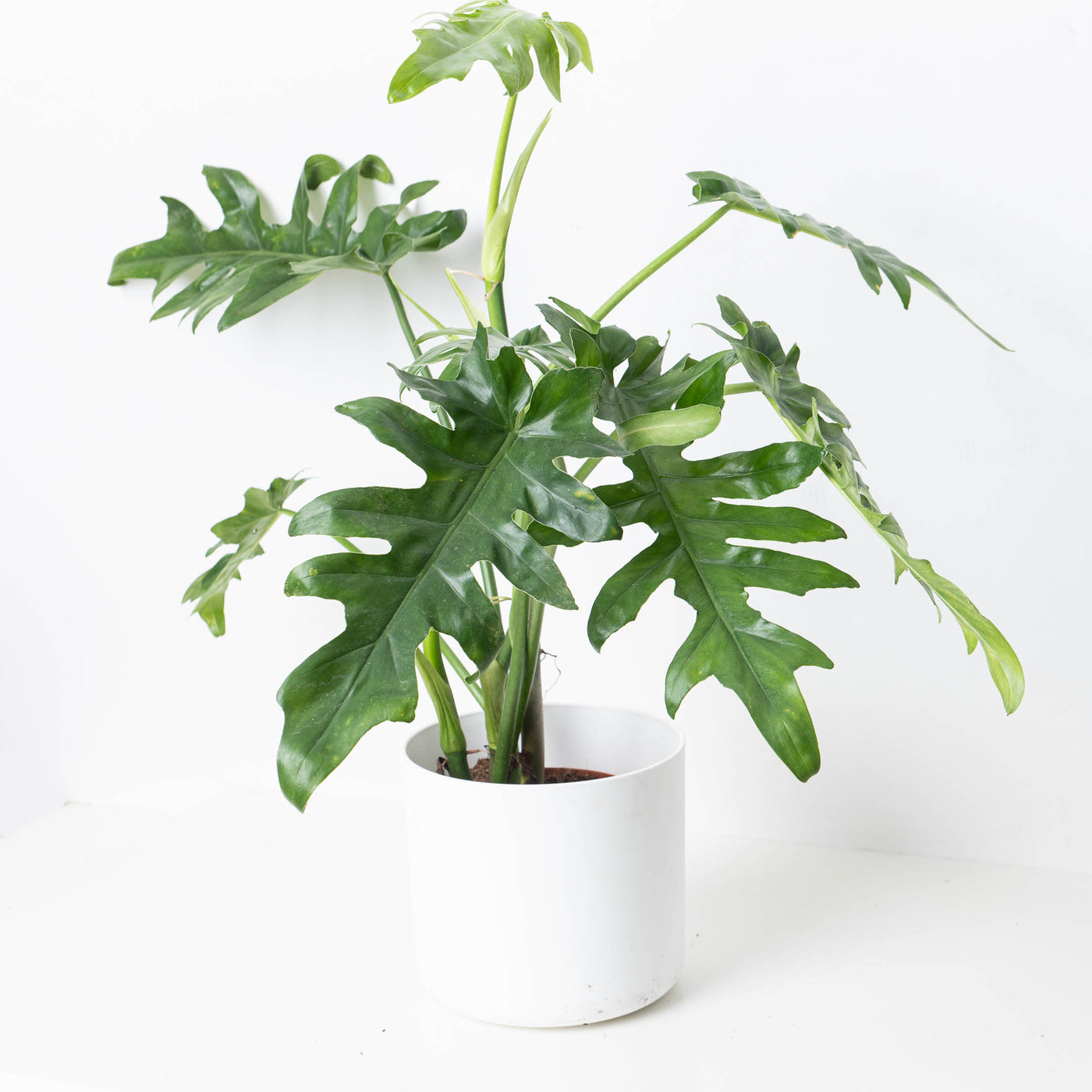 Philodendron Bob Cee - House of Kojo