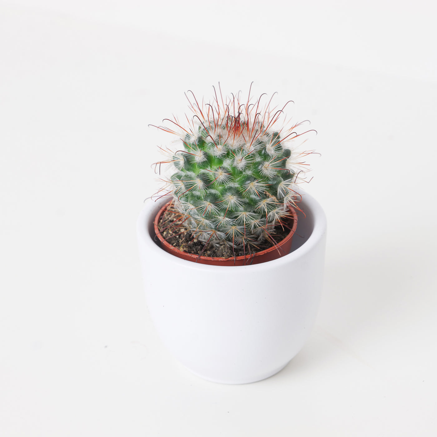 Mammillaria bombycina | Silken Pincushion Cactus - House of Kojo