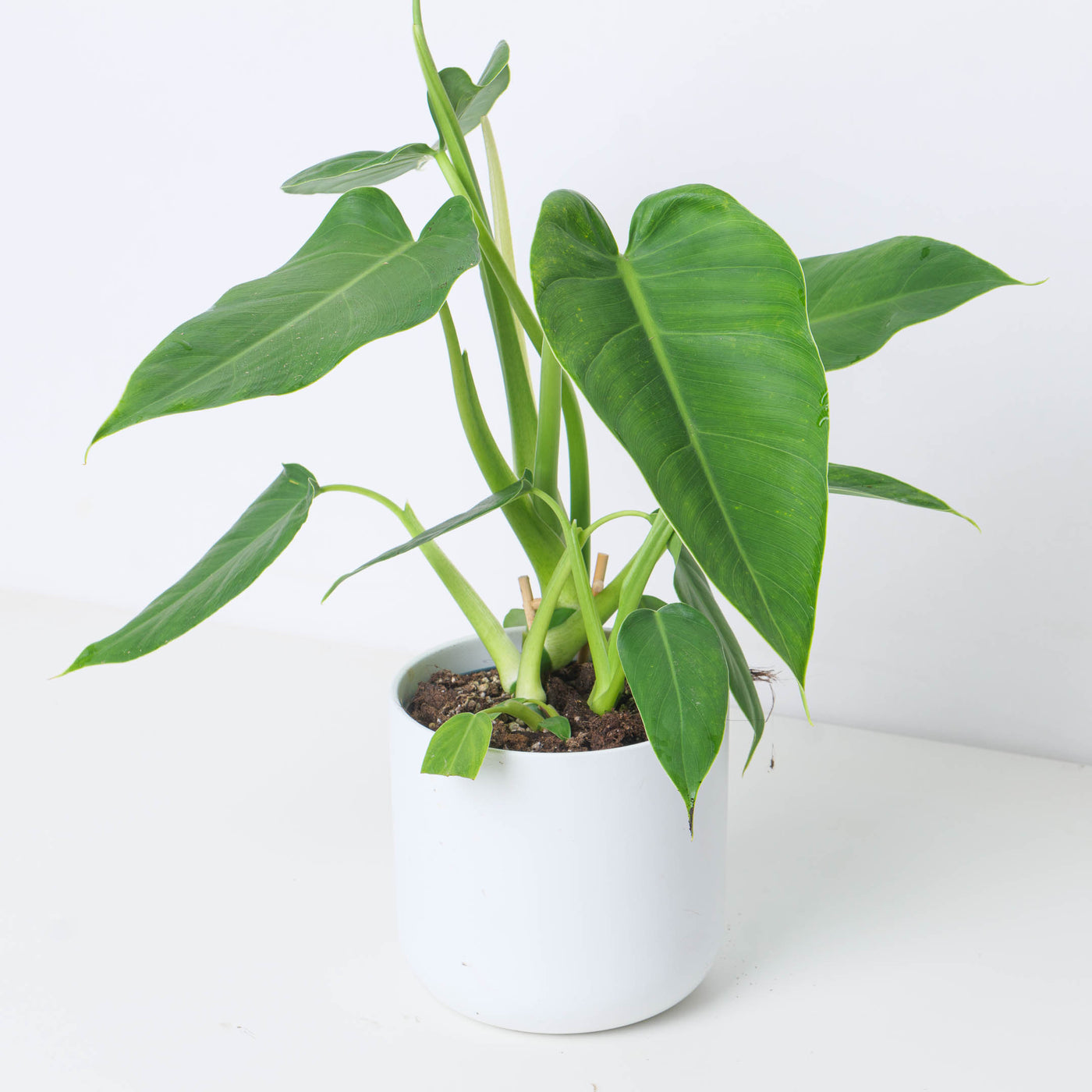 Philodendron Brenesii - House of Kojo