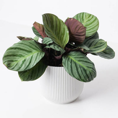 Calathea fucata - House of Kojo