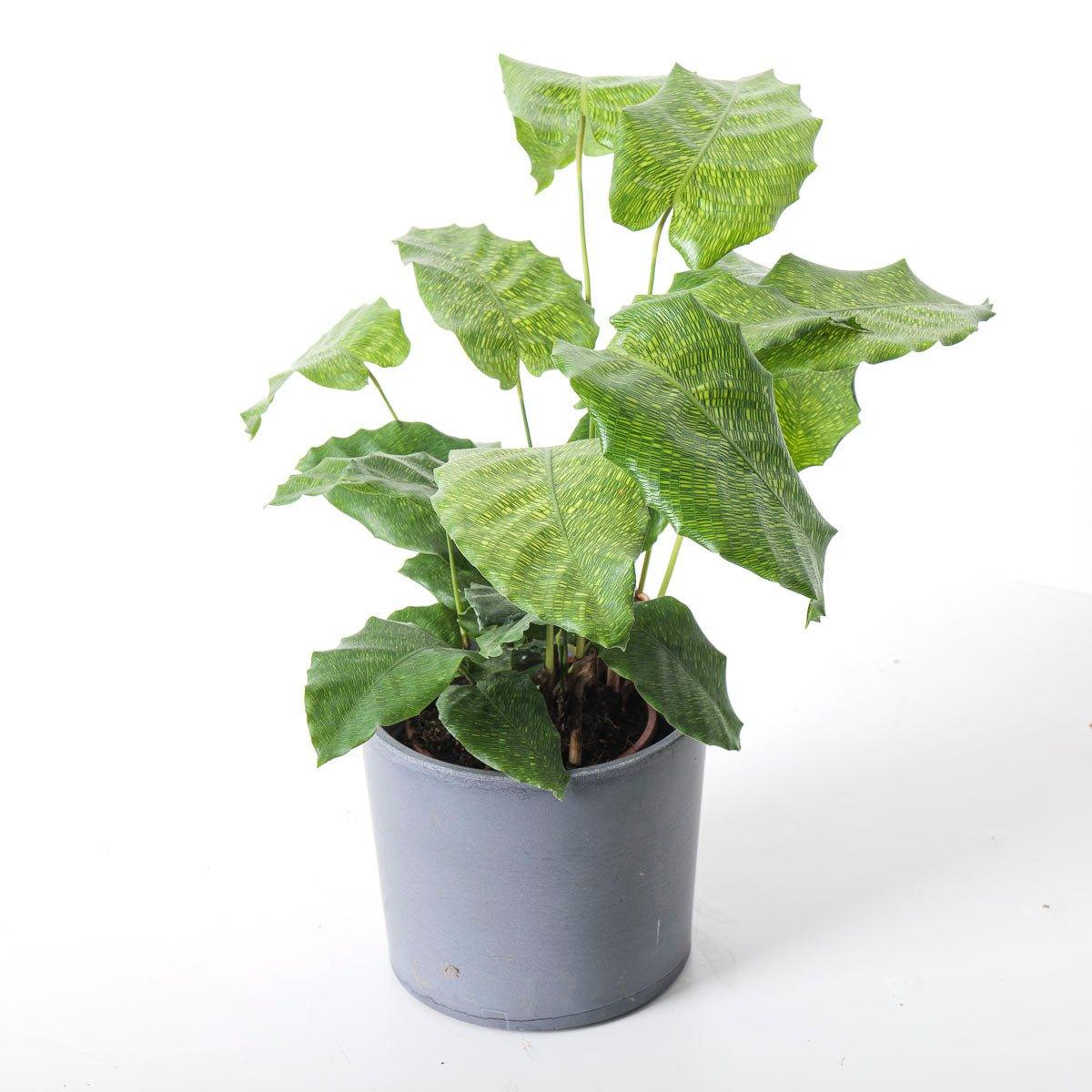 Calathea Bundle - House of Kojo