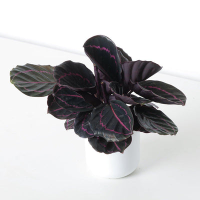 Calathea Bundle - House of Kojo