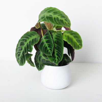 Calathea Bundle - House of Kojo