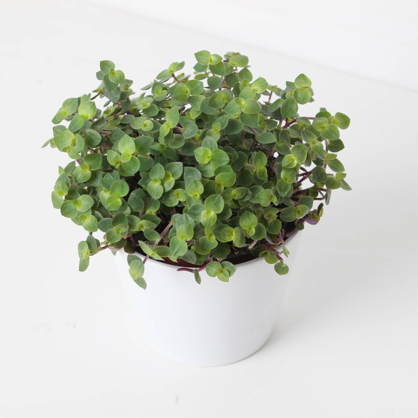 Callisia Repens 'Turtle' | Creeping Inch Plant - House of Kojo