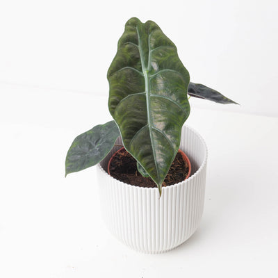 Alocasia Chantrieri - House of Kojo