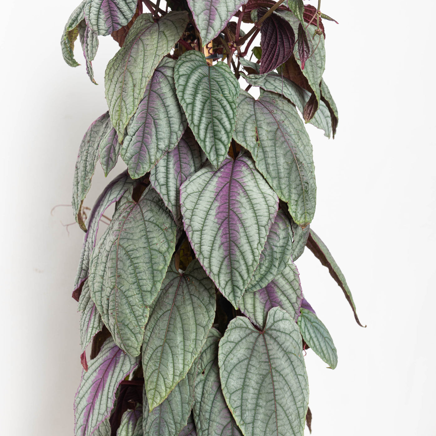 Cissus discolor 'Floramagic Violet' - House of Kojo