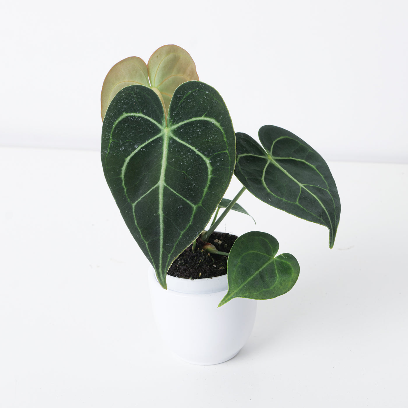 Anthurium Clarinervium - House of Kojo