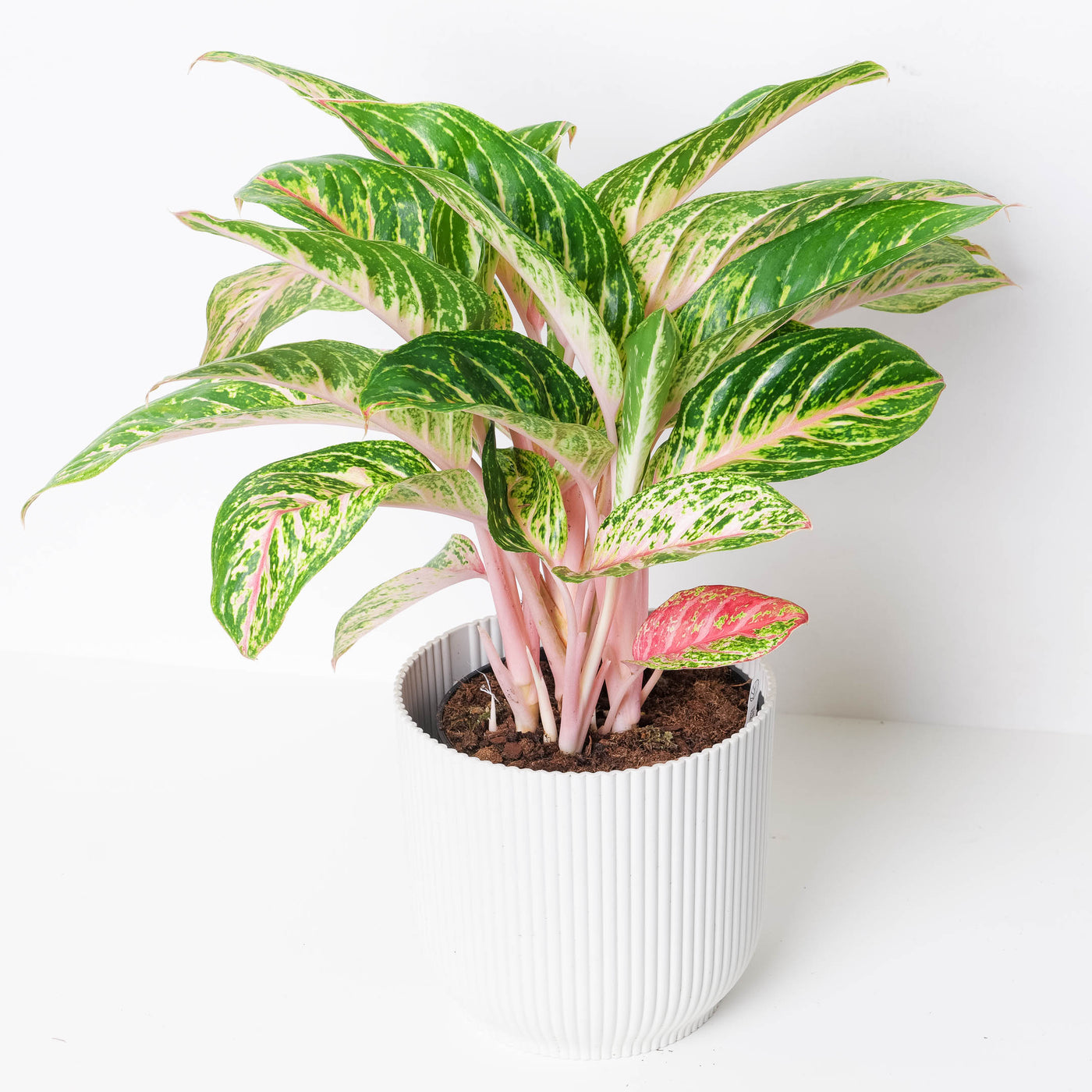 Aglaonema Cocomelon - House of Kojo