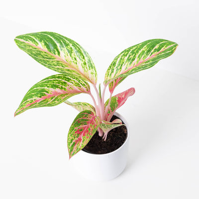 Aglaonema Bundle - House of Kojo