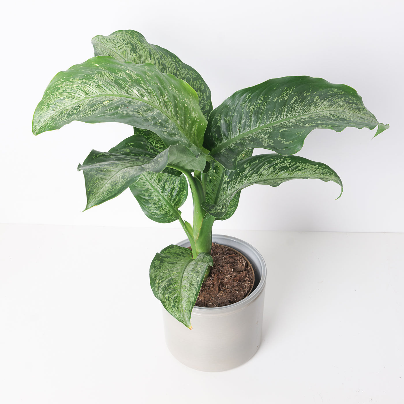 Dieffenbachia 'Memoria Corsii' - House of Kojo