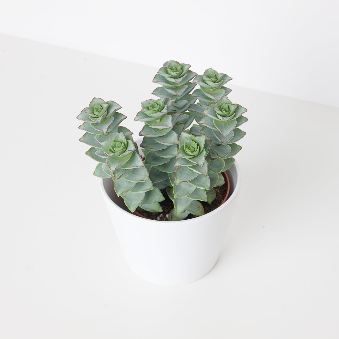 Crassula perforata 'Giant Form' | String of Buttons - House of Kojo