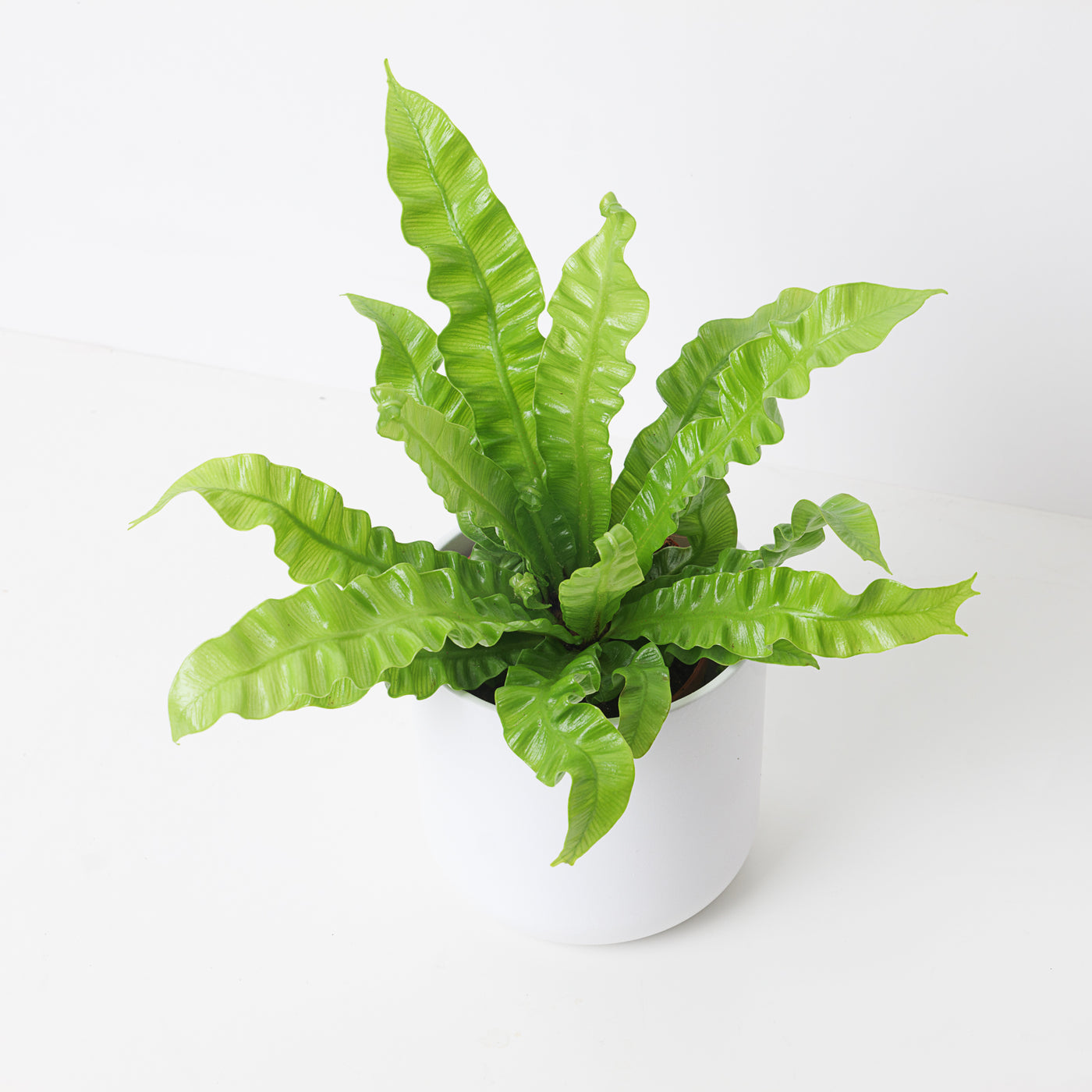 Asplenium Nidus Crispy Wave - House of Kojo