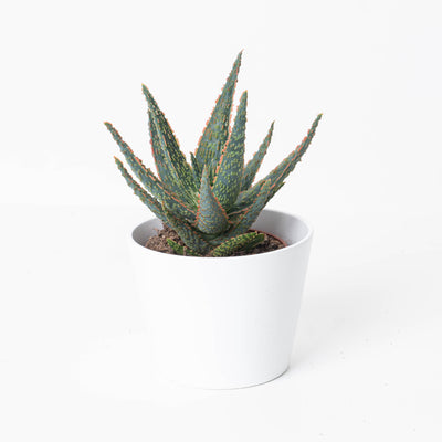 Aloe zebrina 'Dannyz' - House of Kojo