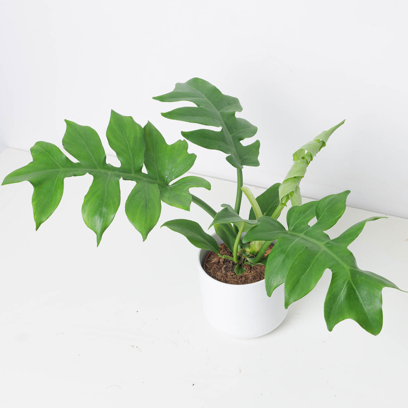 Philodendron distantilobum ‘Wide Form' - House of Kojo