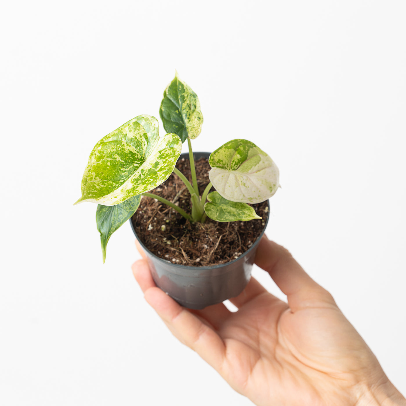 Alocasia 'Dragon Scale' Variegated - House of Kojo