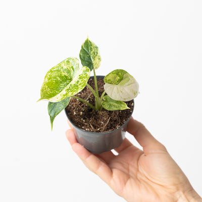 Alocasia 'Dragon Scale' Variegated - House of Kojo