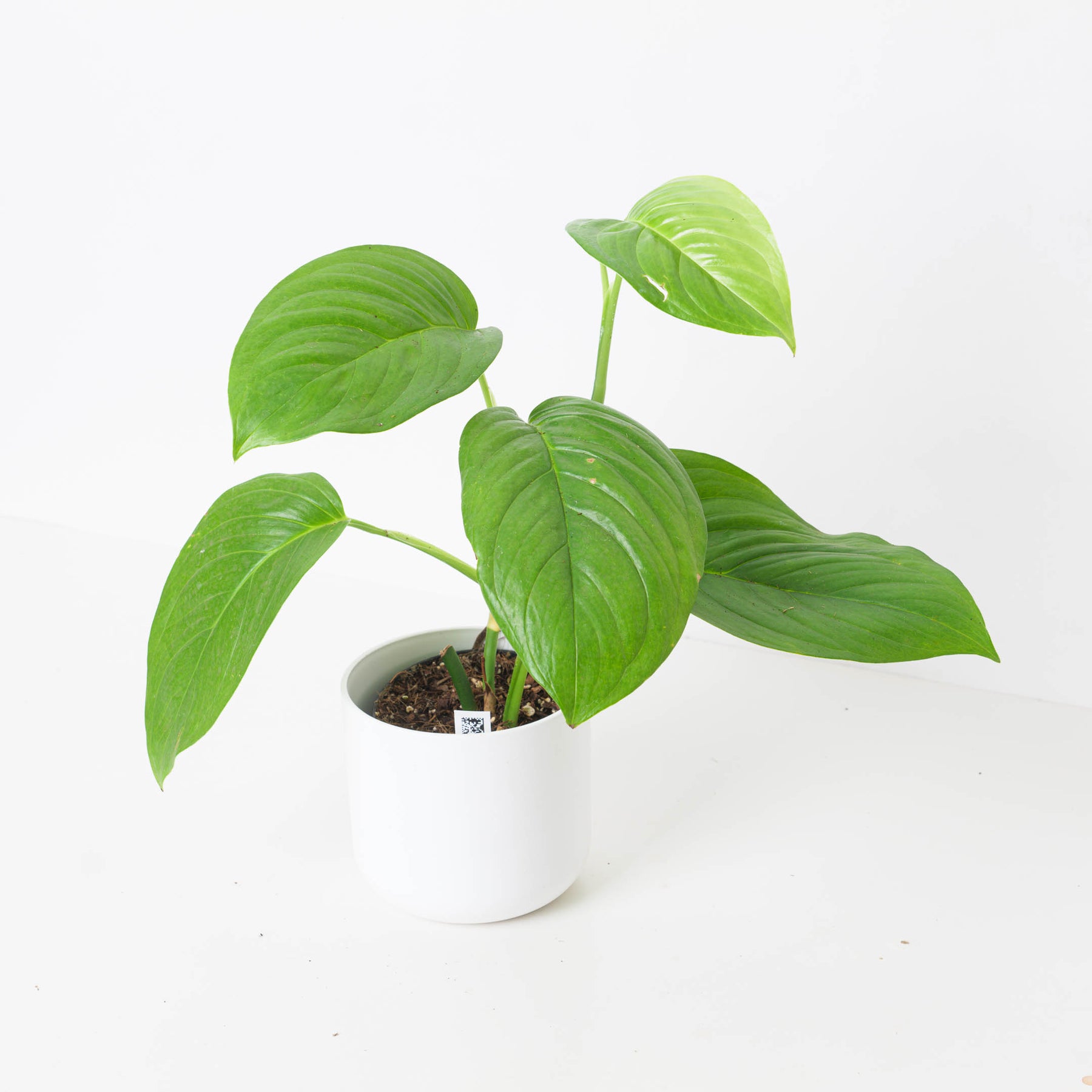 Monstera egregia | Indoor Plants and Accessories – House of Kojo