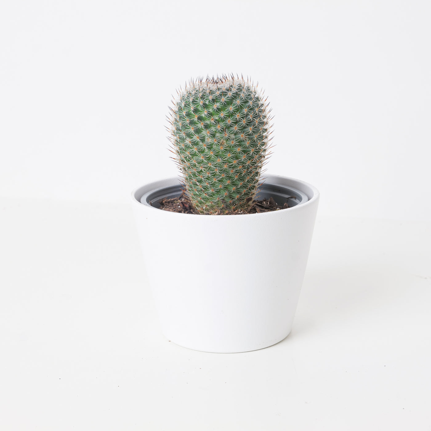 Mammillaria elegans | Elegant Pincushion Cactus - House of Kojo