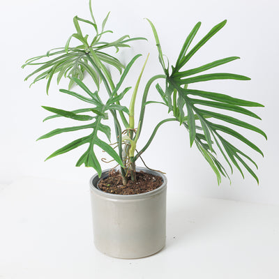 Philodendron elegans - House of Kojo