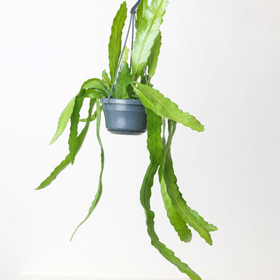 Ephiphyllum Fruhlings Gold - House of Kojo