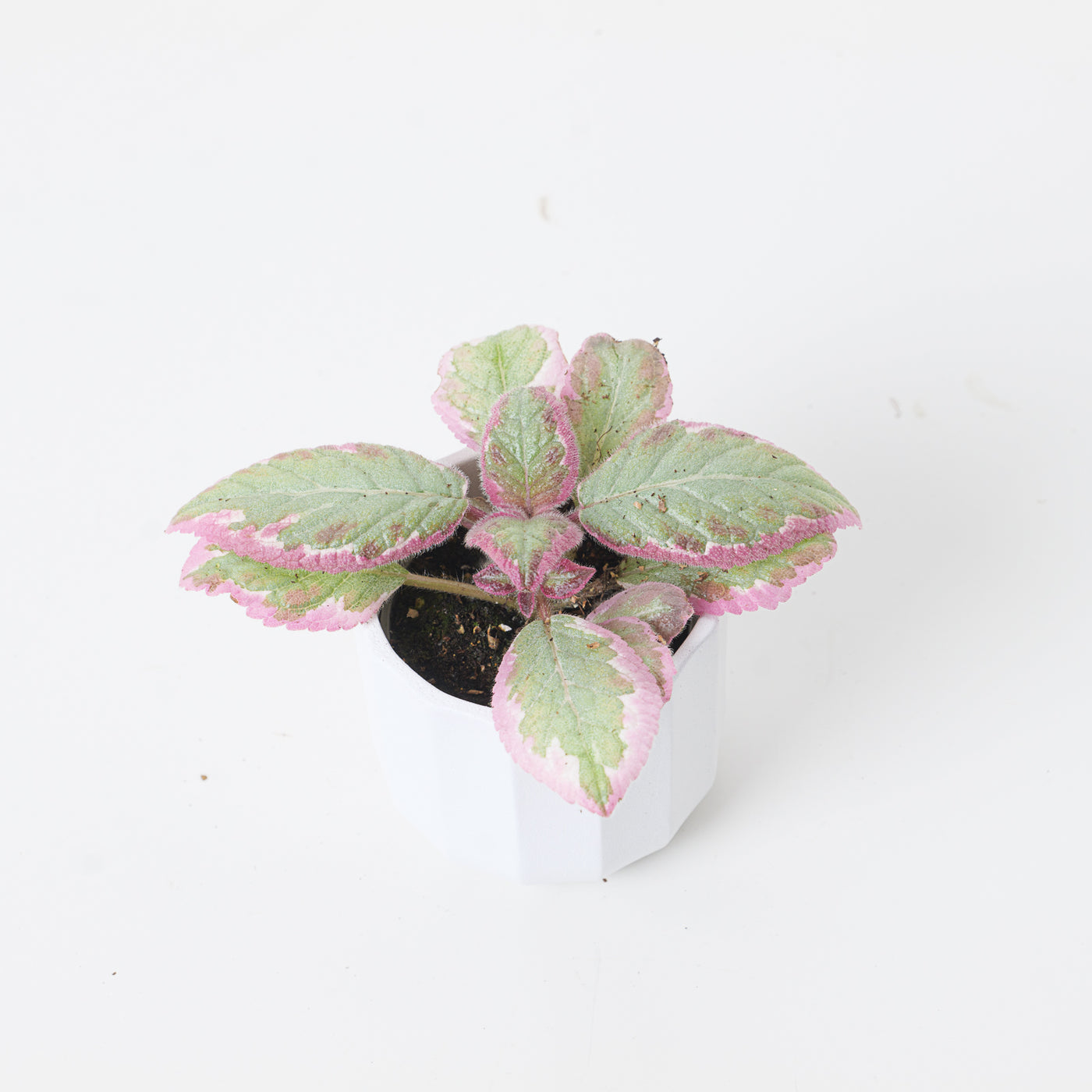 Episcia Pink Brocade - House of Kojo