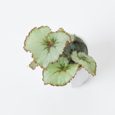 Begonia Escargot - House of Kojo