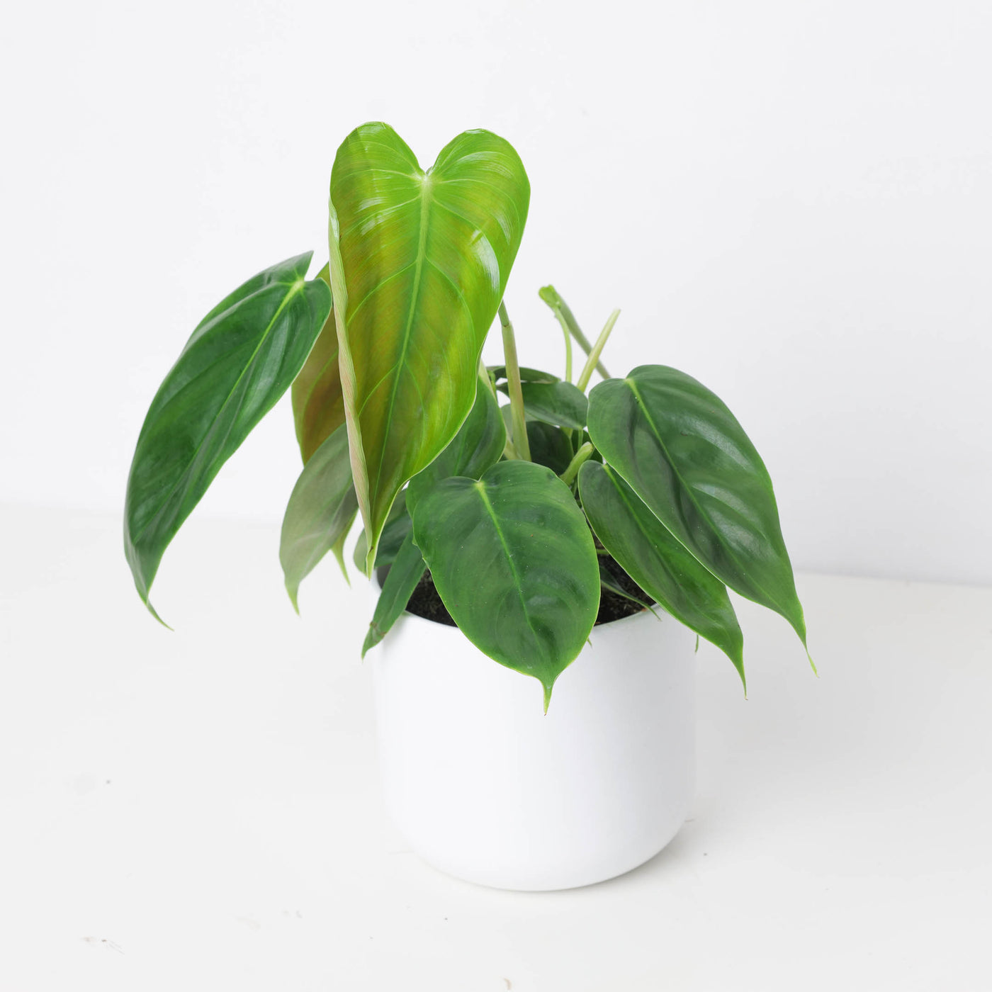 Philodendron esmeraldense - House of Kojo