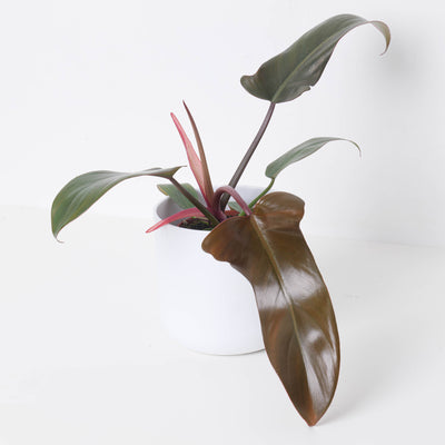 Philodendron Florida Bronze - House of Kojo