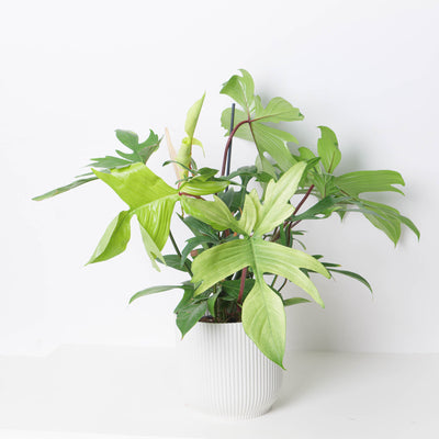 Philodendron Florida Ghost - House of Kojo