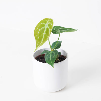 Anthurium Forgetii 'Silver Stripes' - House of Kojo