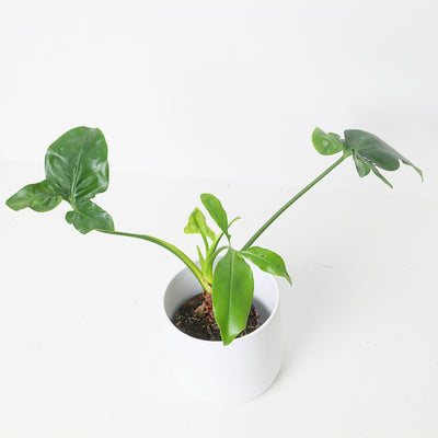 Philodendron goeldii 'Fun Bun' | Thaumatophyllum spruceanum - House of Kojo