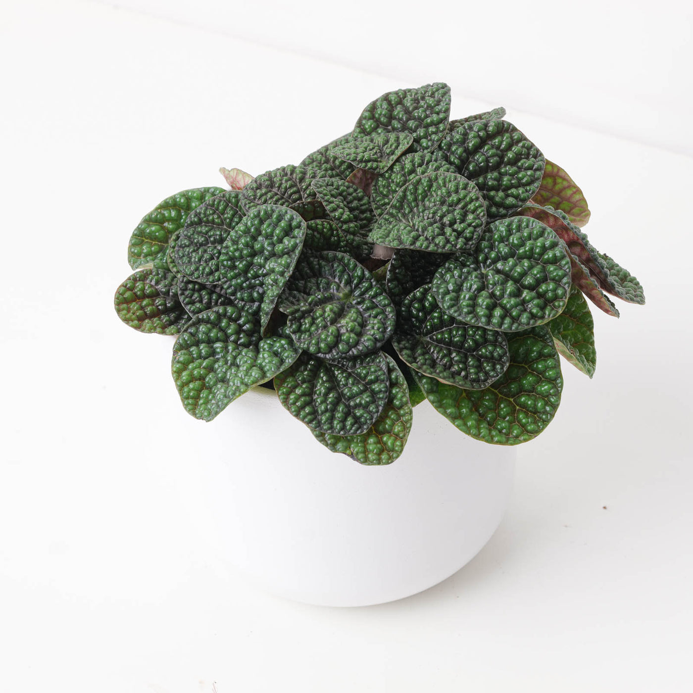 Peperomia 'Green Bubble' - House of Kojo