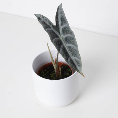 Alocasia longiloba 'Silver' - House of Kojo