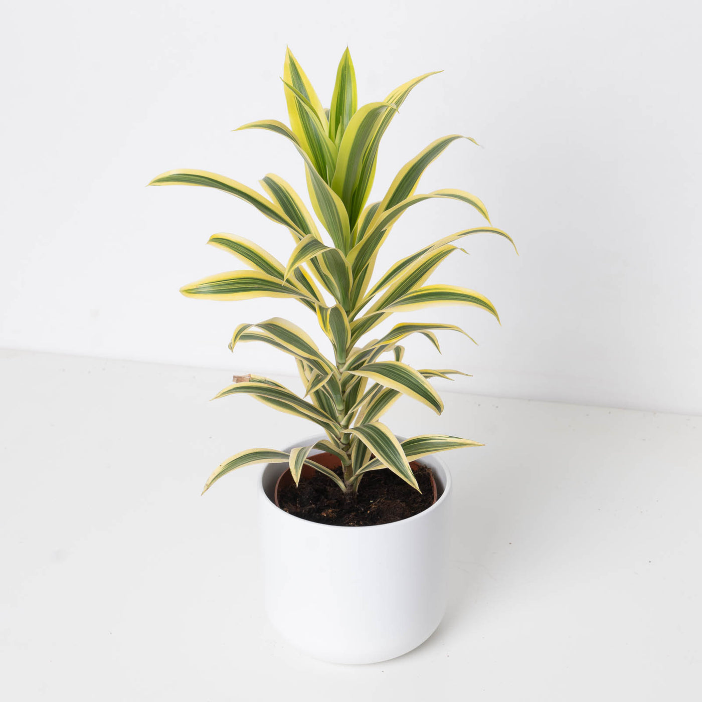 Dracaena reflexa 'Song of India' - House of Kojo