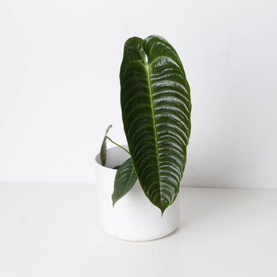 Anthurium veitchii | King Anthurium - House of Kojo