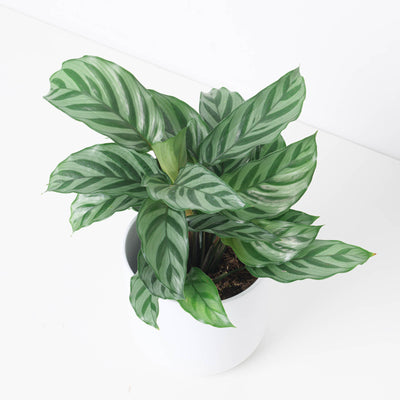 Calathea 'Freddy' - House of Kojo