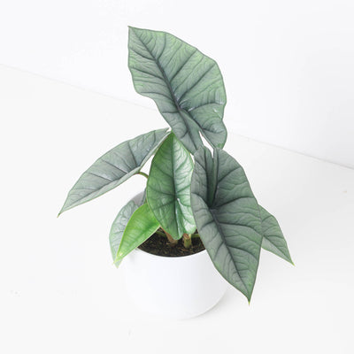 Alocasia Platinum - House of Kojo