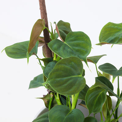 Philodendron Lupinum - House of Kojo