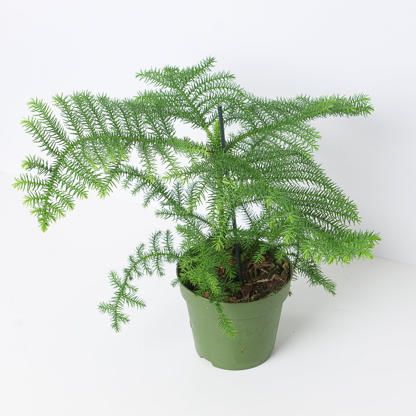 Norfolk Island Pine | Araucaria heterophylla - House of Kojo