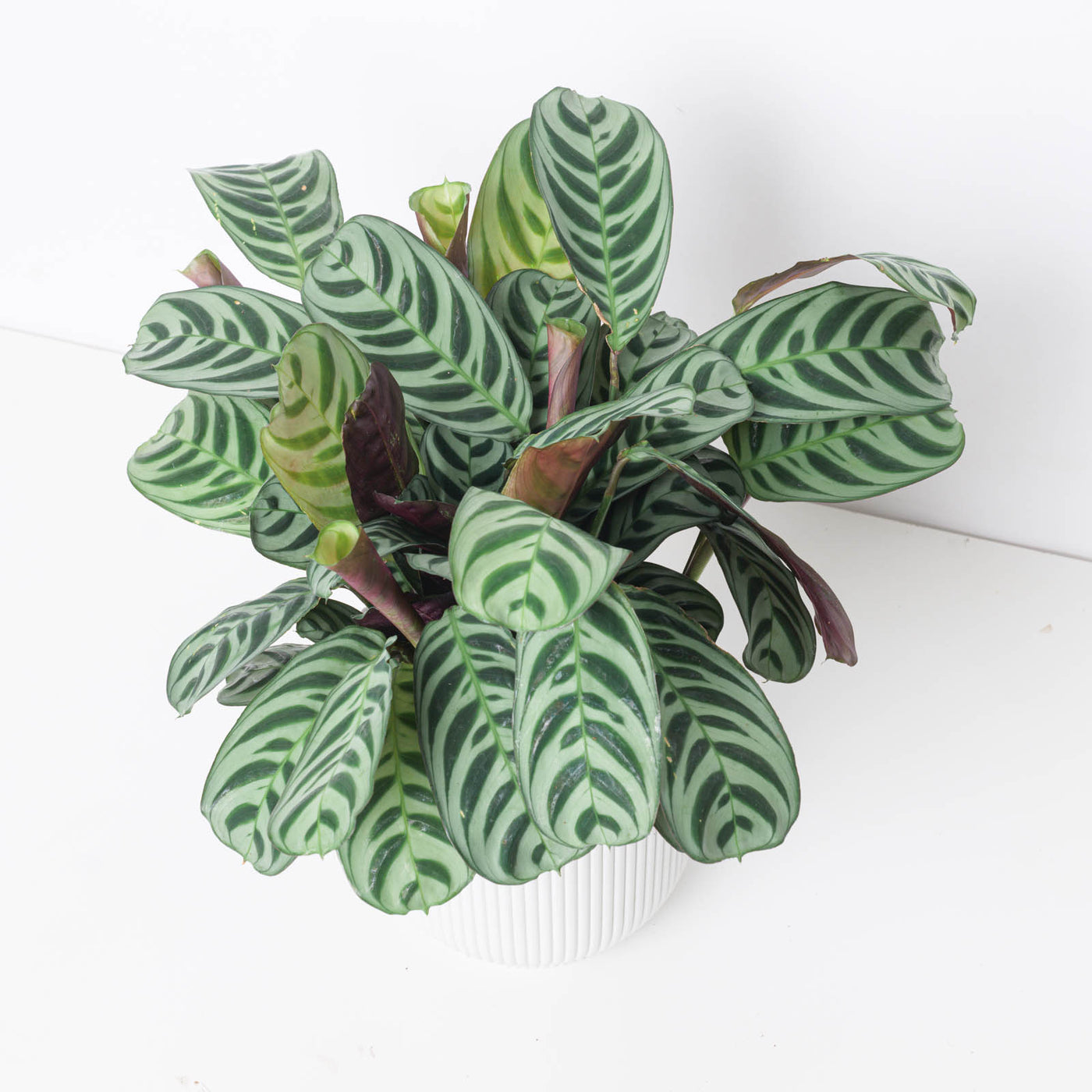 Ctenanthe Burle Marxii | Fishbone Prayer Plant - House of Kojo