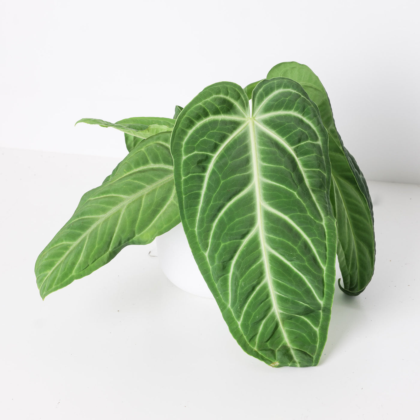 Anthurium villenaorum - House of Kojo