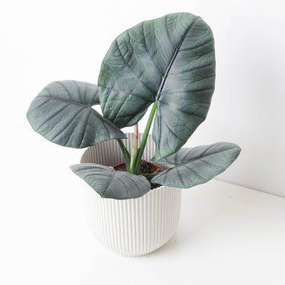 Alocasia Bisma - House of Kojo