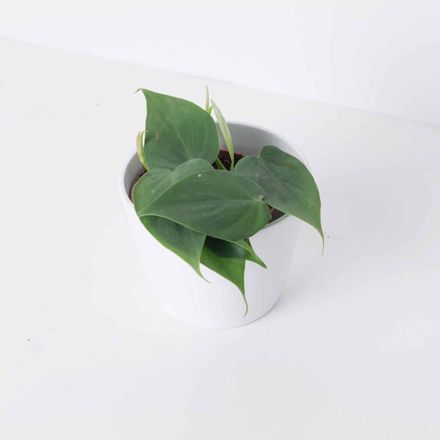 Philodendron Scandens - House of Kojo